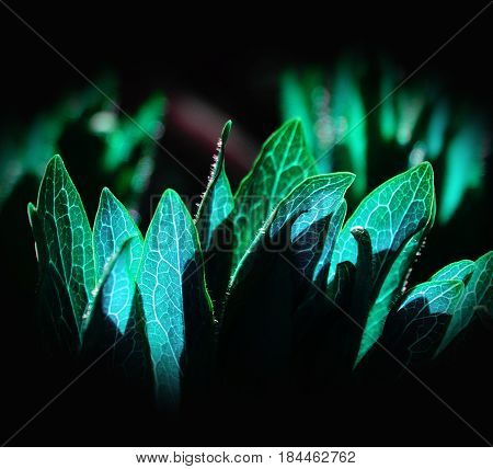Fresh leaves of grass nature spring summer outdoor macro botany macro plant
