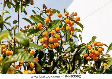 Eriobotrya Japanese, Or Medlar Or Loquat, Or Sesac (lat. Eriobotrya Japonica) With Ripe Fruits