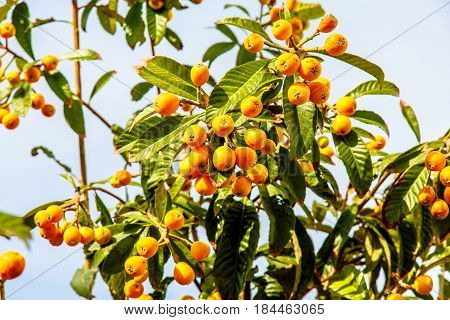 Eriobotrya Japanese, Or Medlar Or Loquat, Or Sesac (lat. Eriobotrya Japonica) With Ripe Fruits