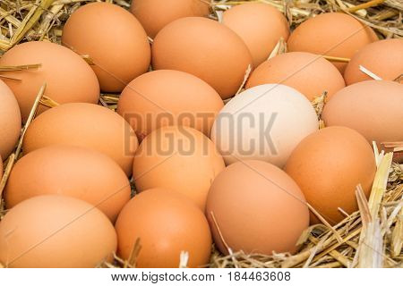Freerange fresh raw eggs in recycled paper egg cartons or on the straw.