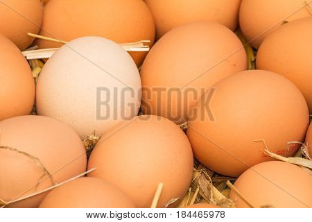 Freerange fresh raw eggs in recycled paper egg cartons or on the straw.