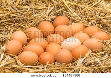 Freerange fresh raw eggs in recycled paper egg cartons or on the straw.