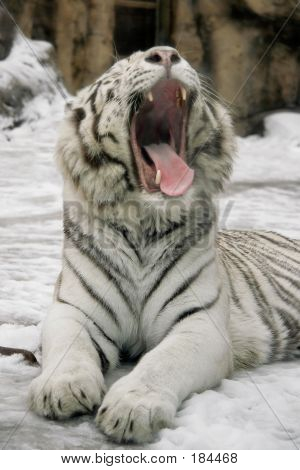 Tigre bianca