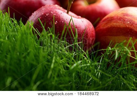 Apple Red Color Fallen On Fresh Green Grass