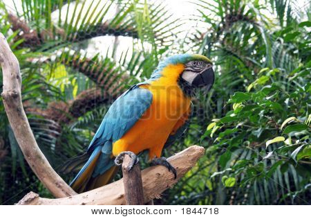 Blauer Ara 