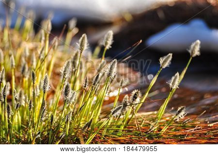 Blooming Cottongrass On The Lake Water In Early Spring. Eriophorum Vaginatum