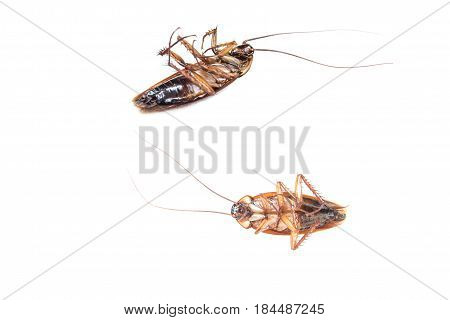 Collection of Cockroach isolated in white background. Cockroach die isolated.