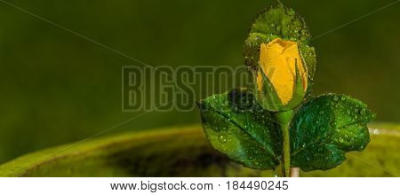 Rose bud in flower pot freshly planted