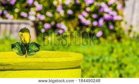 Wet rose bud in flower pot freshly planted