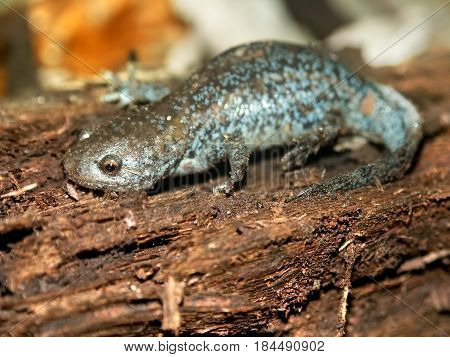 Mole Salamanders (Ambystoma talpoideum) have mottled patterns and can be found throughout the southern United States