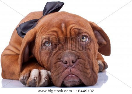Cloaseup af en fransk Mastiff
