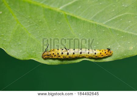 Intermediate Maplet (chersonesia Intermedia) Caterpillar