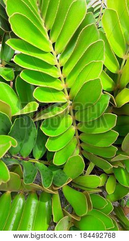 Beautiful fresh looking plant with vibrant green colors