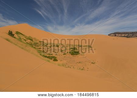 Panorama of the Coral Pink Sand Dunes near Kanab Utah.