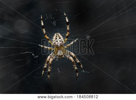 Night image of very dreadful spider on his net in the darkness.