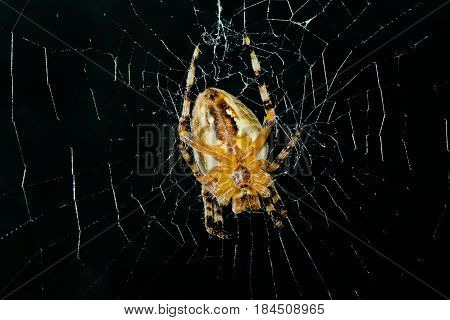 High contrast image of very dreadful spider on his net in night darkness.