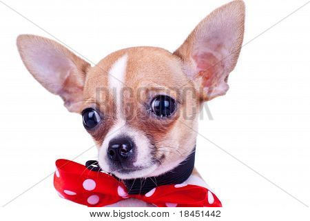 Hvalp Chihuahua gråd