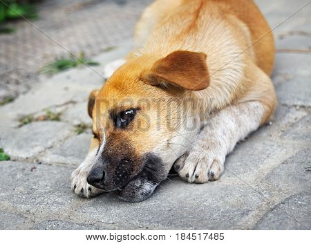 Homeless little puppy gnawing a bone outdoors