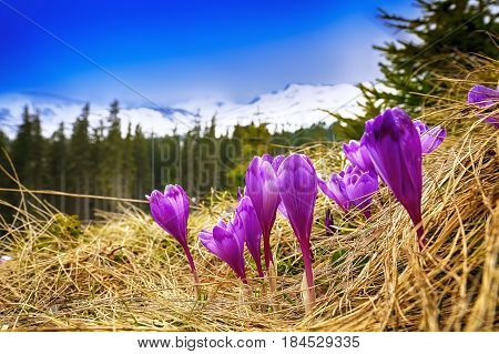 Blossom of crocuses at spring in the mountains. Purple crocus on a background of snowy mountain range