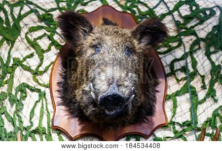 Stuffed elk deer wolf beaver boar hanging on the wall in the taxidermist's shop