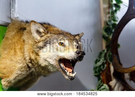 Stuffed elk deer wolf beaver boar hanging on the wall in the taxidermist's shop