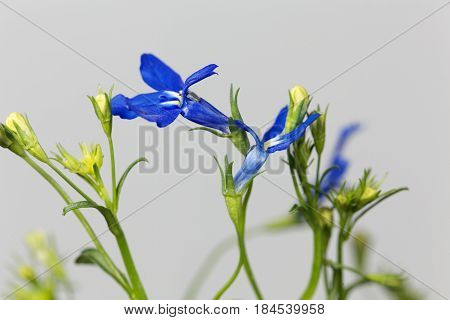 Macro photo of an edging lobelia (Lobelia erinus)