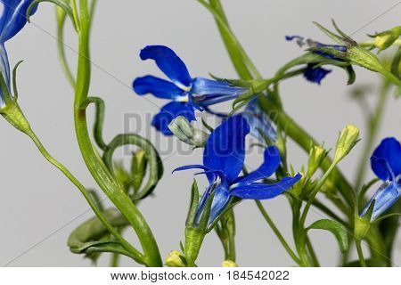 Macro photo of an edging lobelia (Lobelia erinus)
