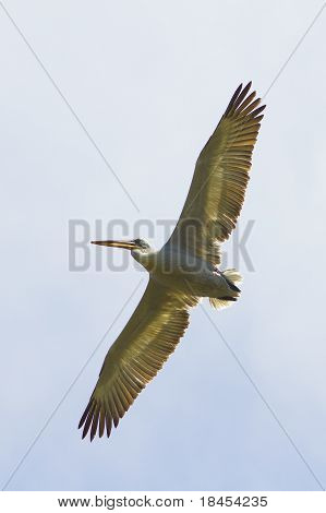 Voksen dalmatiske Pelican (Pelecanus crispus) i flugt