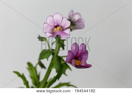 Macro photo of a cultivated Nemesia flower.