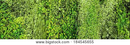 Green various creeper fern and lush plant on wall. Nature and environment concept