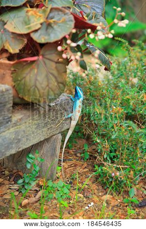 Asian tropical Lizard nature wildlife Thai Chameleon colorful reptile animal