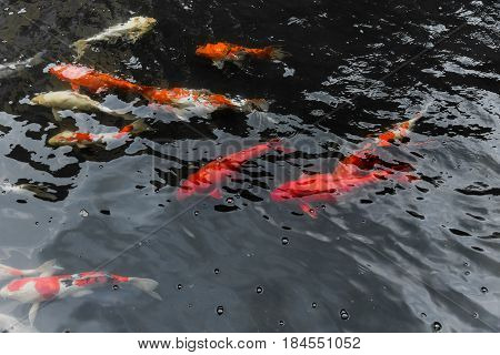 big fish in the water pond. Japan Colorful Orange Fish Koi or Nishikigoi Fish or Brocaded Carp in pond.