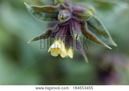 Flower of the Yellow monkswort (Nonea lutea)