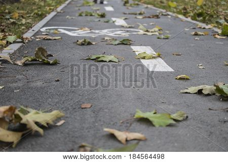 The wind sweeps the fallen leaves on the bicycle path