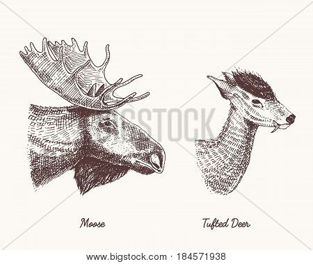 moose or eurasian elk, tuffed deer vector hand drawn illustration, engraved wild animals with antlers or horns vintage looking heads side view.