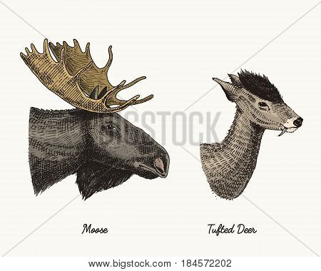 moose or eurasian elk, tuffed deer vector hand drawn illustration, engraved wild animals with antlers or horns vintage looking heads side view.