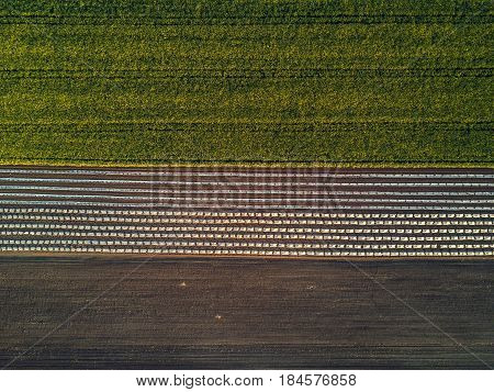 Aerial view of cultivated field from drone oilseed rapeseed plantation from above