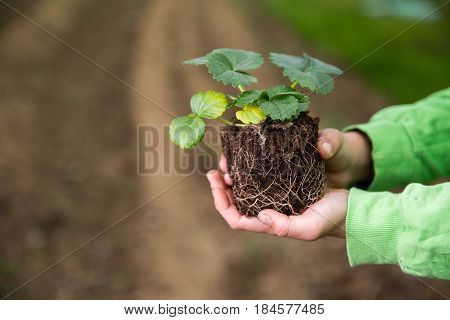 Young Boy Is Holding A Seedling Of Strawberry Ready To Plant It In A Backyard. Home Grown Fruit And 