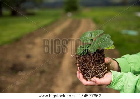 Young Boy Is Holding A Seedling Of Strawberry Ready To Plant It In A Backyard. Home Grown Fruit And 