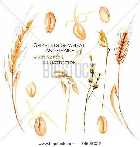 Set, illustration collection with watercolor wheat spikelets, wheat grains and dry flowers, hand drawn isolated on a white background