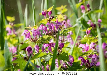 Detail From Spring Meadow With Flowering Lamium Maculatum