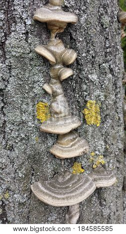 Bracket fungus on tree bark close up