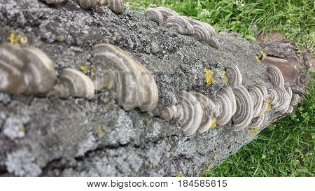 Bracket fungus on tree bark close up