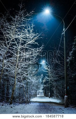 Trees covered with snow in the winter night. Empty park with the lane lit by lanterns.
