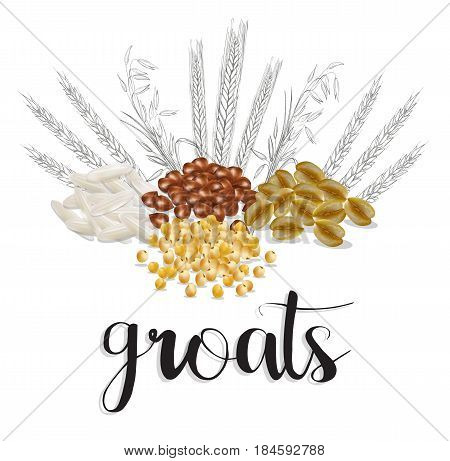 cereals and grains. vector illustration art skech