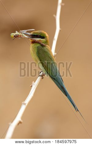 beautiful blue tailed bee eater (Merops philippinus) possing