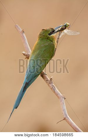 beautiful blue tailed bee eater (Merops philippinus) possing