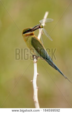 beautiful blue tailed bee eater (Merops philippinus) possing