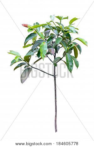 mangosteen tree on white background for grachic design