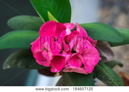 Pink Crown of Thorns flower with its green leaf